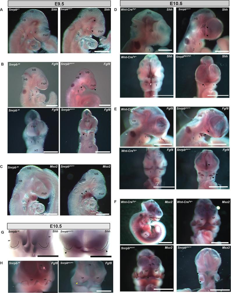 https://cdn.ncbi.nlm.nih.gov/pmc/blobs/1d03/9235875/5a678c8fe755/dmm-15-049544-g7.jpg