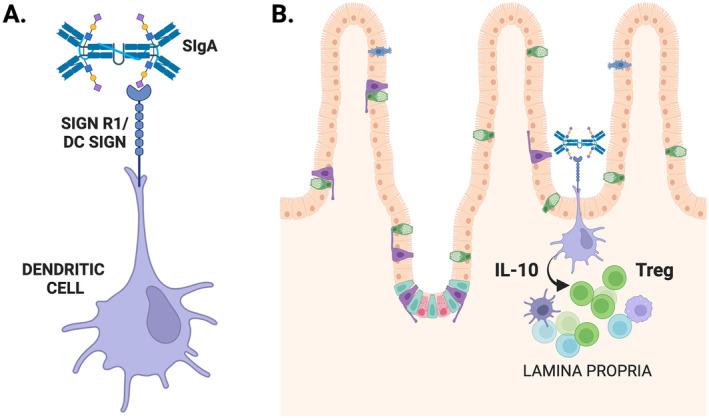 https://cdn.ncbi.nlm.nih.gov/pmc/blobs/1d07/11659943/afdbf0fd7035/IMR-328-171-g003.jpg