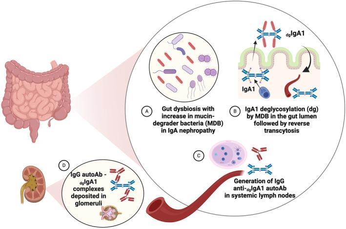 https://cdn.ncbi.nlm.nih.gov/pmc/blobs/1d07/11659943/d826aacdc57d/IMR-328-171-g002.jpg
