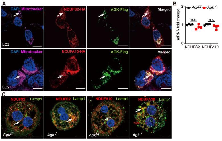 https://cdn.ncbi.nlm.nih.gov/pmc/blobs/1d0b/9065199/74a10b3ee22e/thnov12p3237g006.jpg