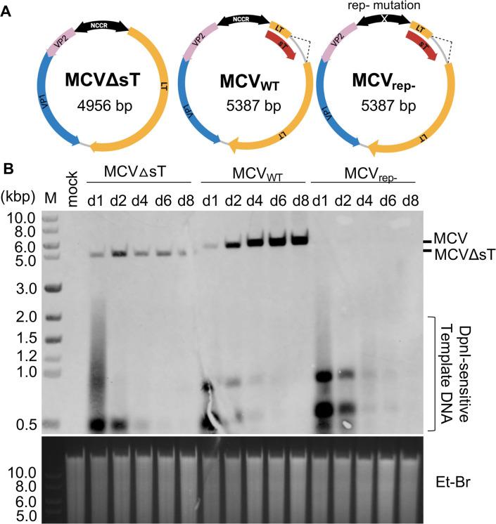 https://cdn.ncbi.nlm.nih.gov/pmc/blobs/1d0b/9829177/60b6d33c6f51/ppat.1011039.g001.jpg