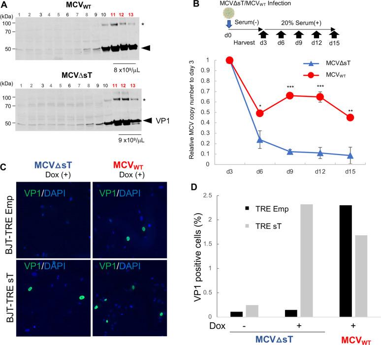 https://cdn.ncbi.nlm.nih.gov/pmc/blobs/1d0b/9829177/e69a38ee223e/ppat.1011039.g005.jpg