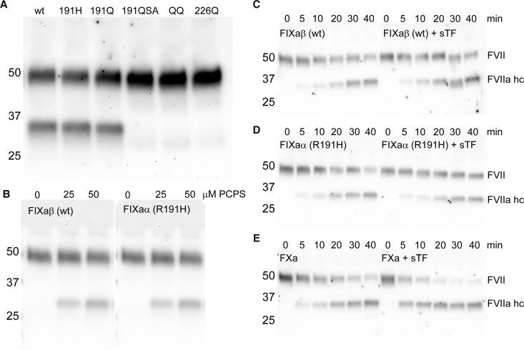 https://cdn.ncbi.nlm.nih.gov/pmc/blobs/1d0d/6792035/4df4c29b0d1a/BCJ-476-2909-g0004.jpg