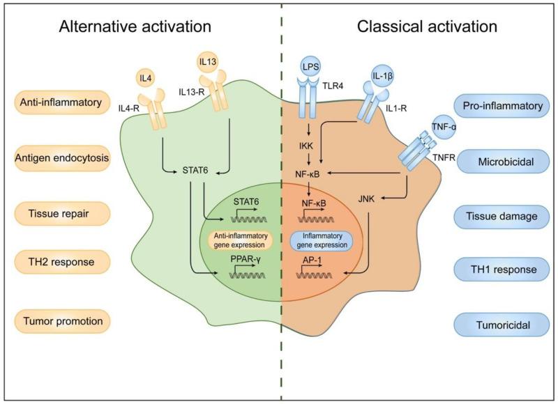 https://cdn.ncbi.nlm.nih.gov/pmc/blobs/1d12/9562180/21bcaf6c4e9c/cells-11-03001-g003.jpg