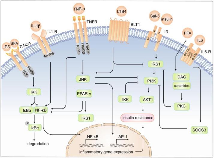 https://cdn.ncbi.nlm.nih.gov/pmc/blobs/1d12/9562180/8d11a940c83c/cells-11-03001-g002.jpg