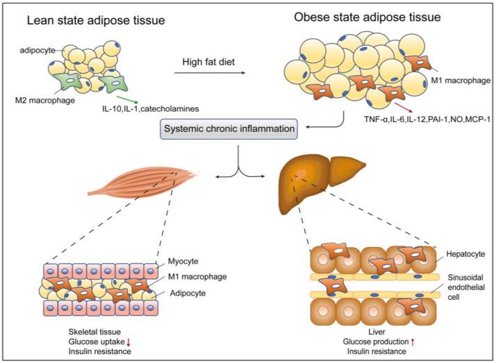 https://cdn.ncbi.nlm.nih.gov/pmc/blobs/1d12/9562180/c4f650116856/cells-11-03001-g001.jpg