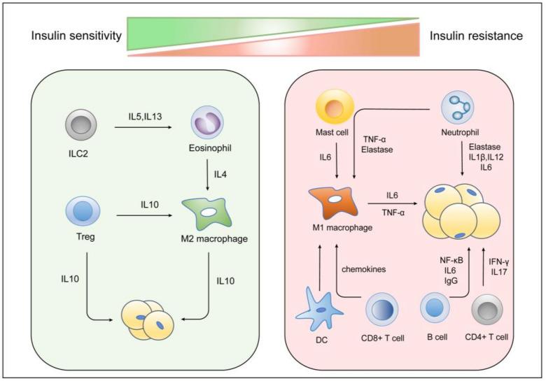 https://cdn.ncbi.nlm.nih.gov/pmc/blobs/1d12/9562180/d3c1ae29c230/cells-11-03001-g004.jpg
