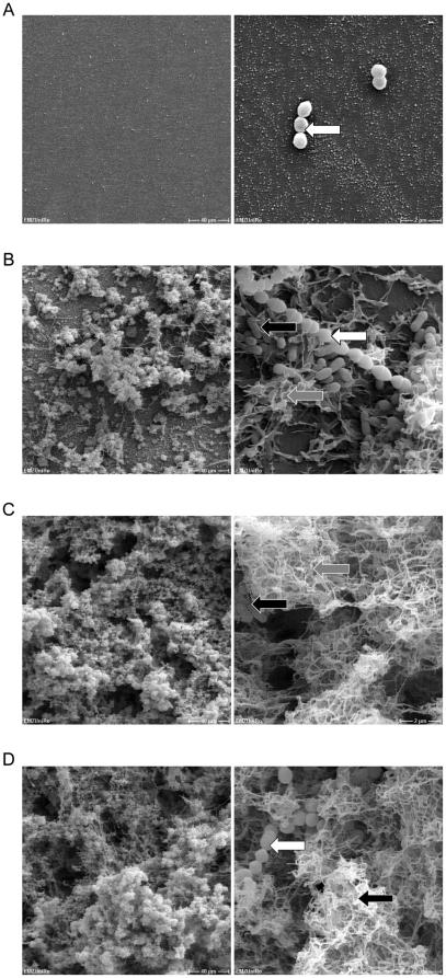 https://cdn.ncbi.nlm.nih.gov/pmc/blobs/1d16/2948514/3ba8607139a4/pone.0013135.g005.jpg