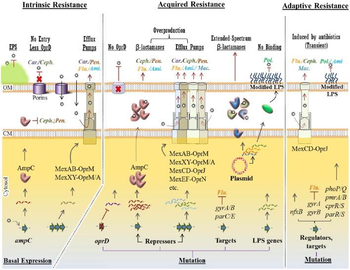 https://cdn.ncbi.nlm.nih.gov/pmc/blobs/1d17/5310132/901561f5f901/fcimb-07-00039-g0003.jpg