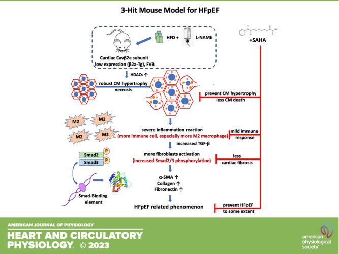 https://cdn.ncbi.nlm.nih.gov/pmc/blobs/1d17/9988529/2934666e2813/h-00594-2022r01.jpg