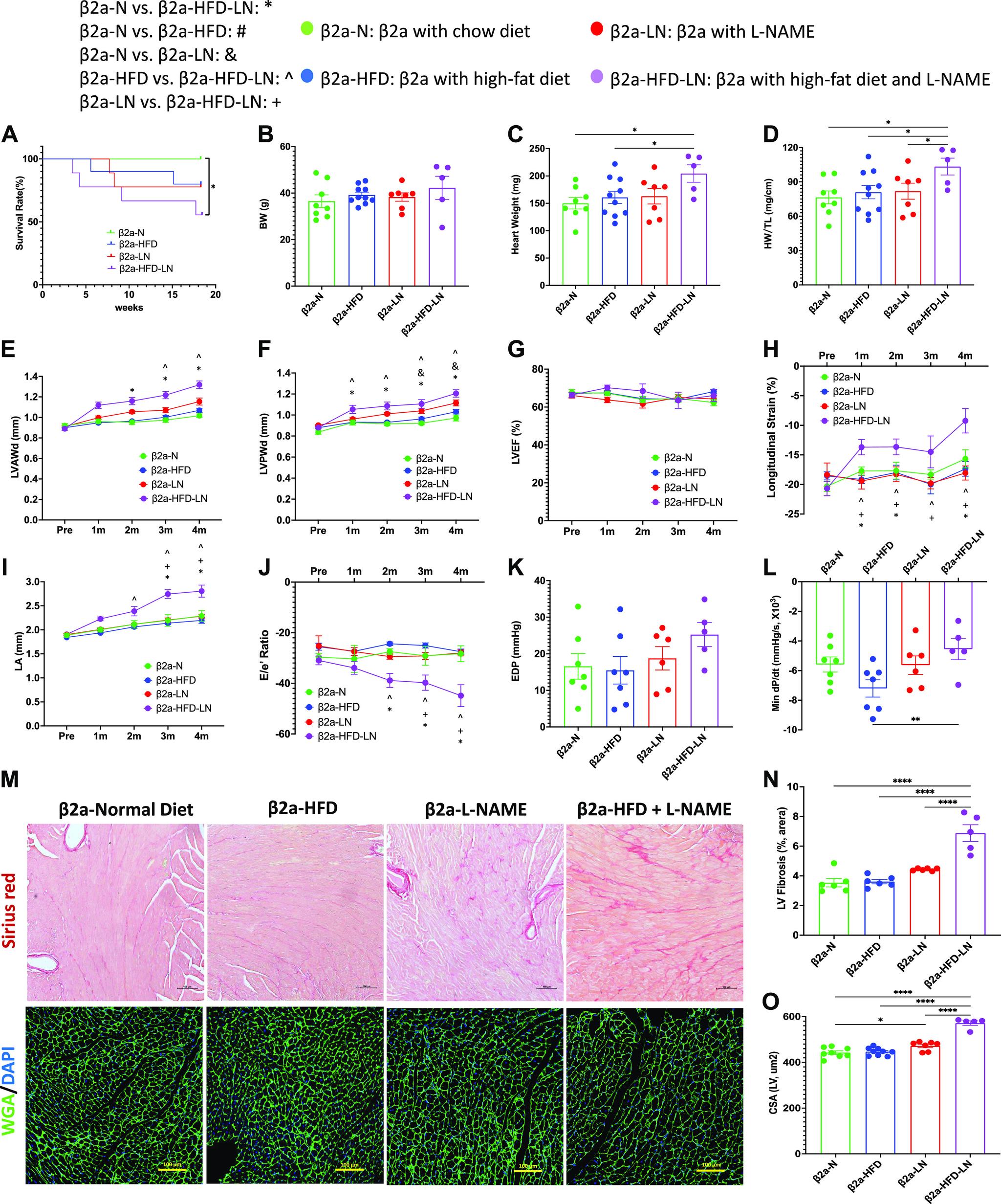 https://cdn.ncbi.nlm.nih.gov/pmc/blobs/1d17/9988529/3875eacf8775/ajpheart.00594.2022_f002.jpg