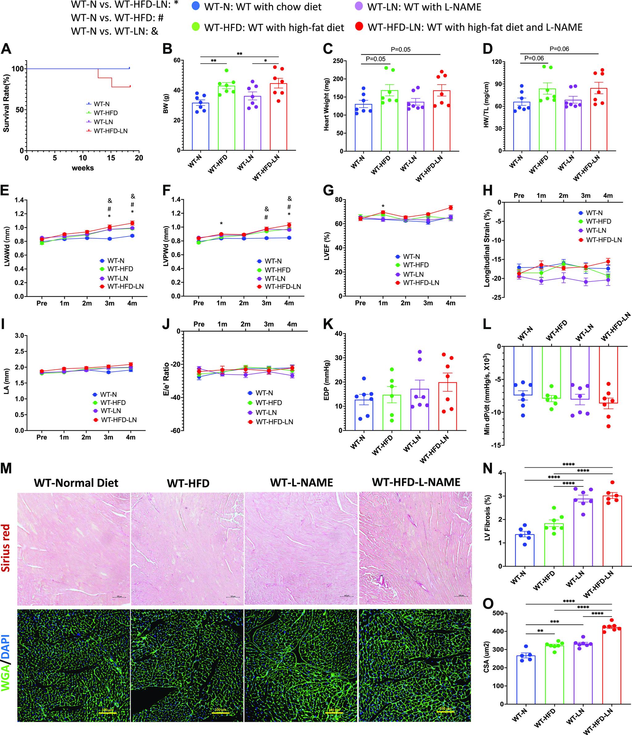 https://cdn.ncbi.nlm.nih.gov/pmc/blobs/1d17/9988529/9d78818b54f8/ajpheart.00594.2022_f001.jpg