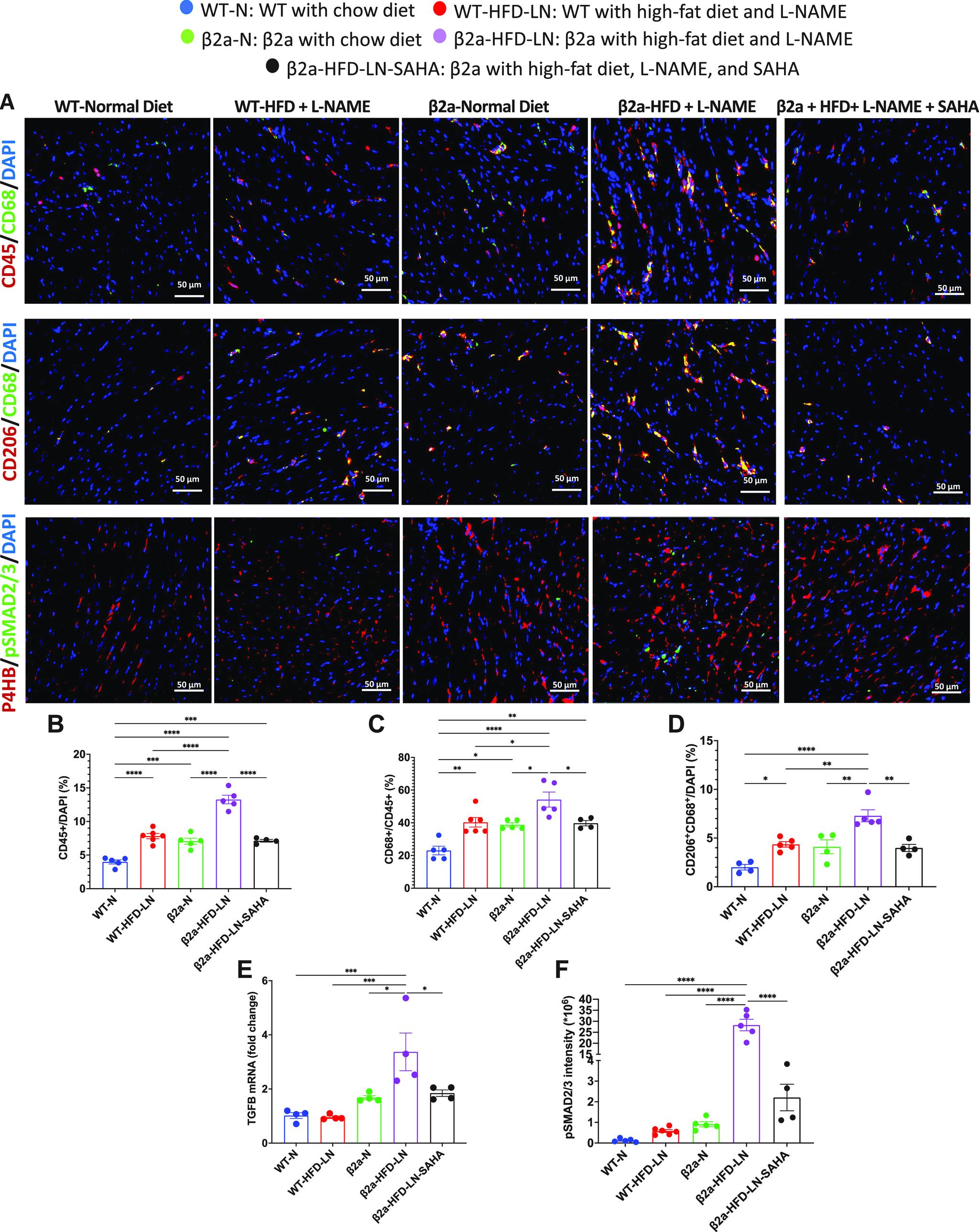 https://cdn.ncbi.nlm.nih.gov/pmc/blobs/1d17/9988529/b9260b679fe6/ajpheart.00594.2022_f005.jpg