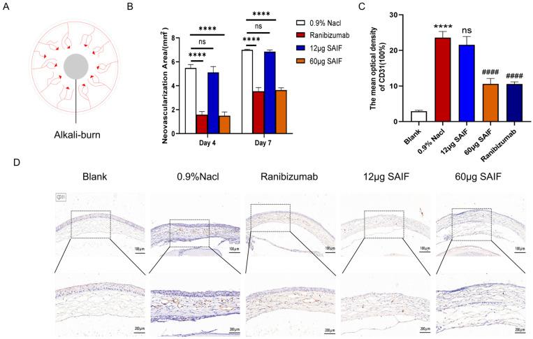 https://cdn.ncbi.nlm.nih.gov/pmc/blobs/1d18/11273382/2099859d8bad/bioengineering-11-00693-g004.jpg