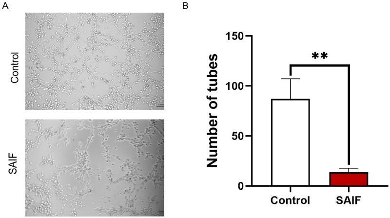 https://cdn.ncbi.nlm.nih.gov/pmc/blobs/1d18/11273382/2b1f790dd32e/bioengineering-11-00693-g002.jpg