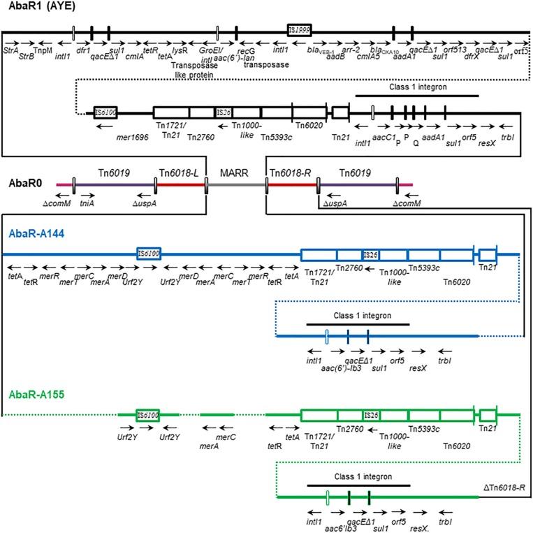 https://cdn.ncbi.nlm.nih.gov/pmc/blobs/1d1a/7093585/7e1946509cfb/fmicb-11-00342-g004.jpg