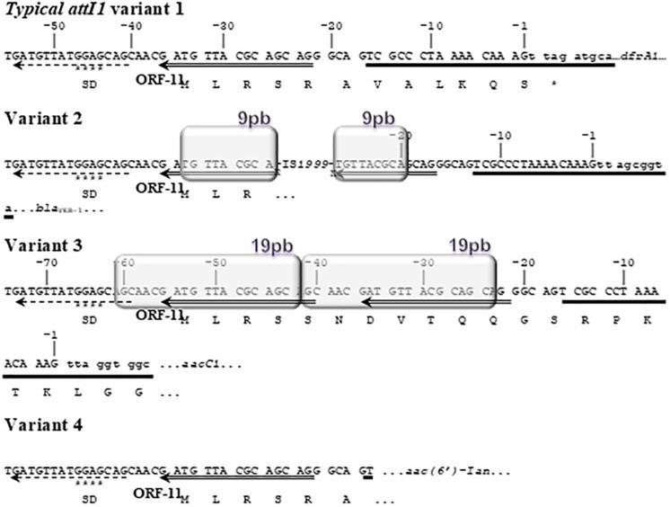 https://cdn.ncbi.nlm.nih.gov/pmc/blobs/1d1a/7093585/eb12dbff669f/fmicb-11-00342-g005.jpg
