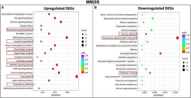 https://cdn.ncbi.nlm.nih.gov/pmc/blobs/1d1d/10949922/d2d0a1a0423d/fnbeh-18-1286872-g004.jpg