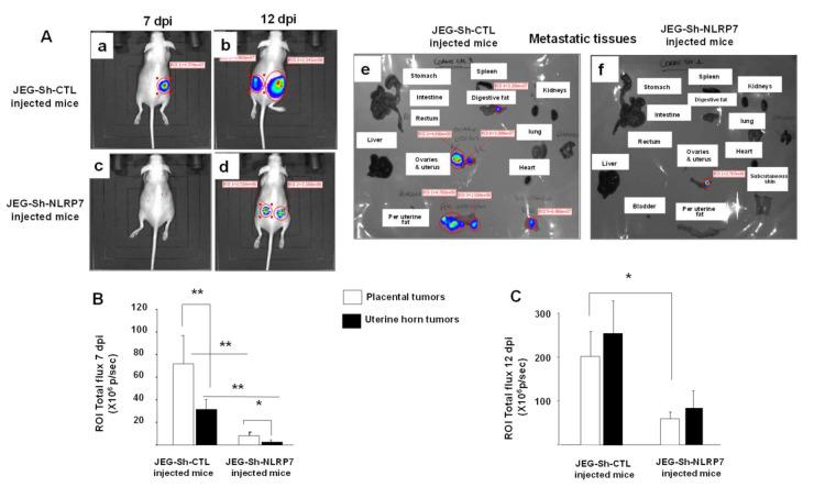 https://cdn.ncbi.nlm.nih.gov/pmc/blobs/1d1d/8232770/8b98a64d3f71/cancers-13-02999-g005.jpg