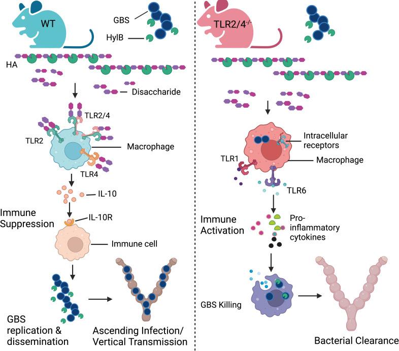 https://cdn.ncbi.nlm.nih.gov/pmc/blobs/1d20/10653848/6d71e631330b/mbio.02049-23.f008.jpg