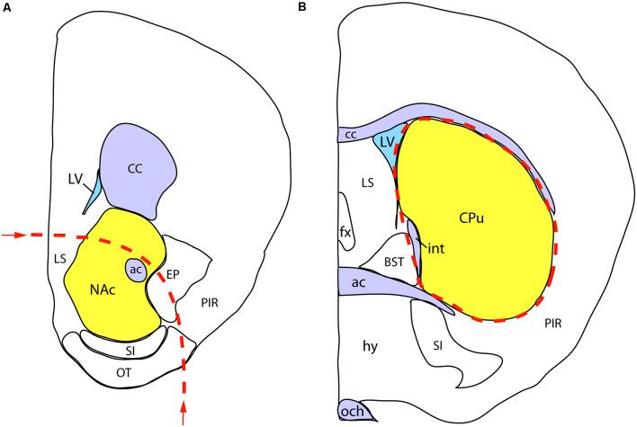 https://cdn.ncbi.nlm.nih.gov/pmc/blobs/1d22/7290005/03d60cbf0534/fnana-14-00029-g0003.jpg
