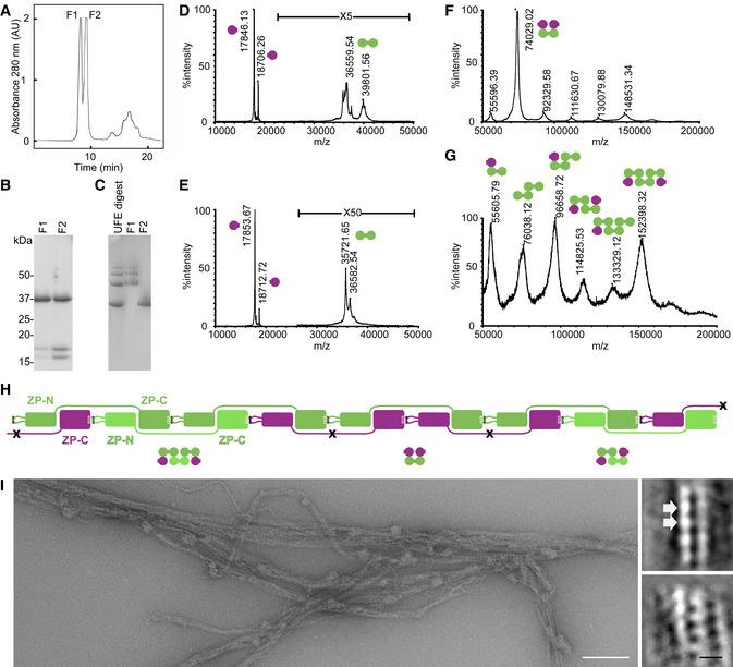https://cdn.ncbi.nlm.nih.gov/pmc/blobs/1d22/7737619/2a1f8d770456/EMBJ-39-e106807-g010.jpg