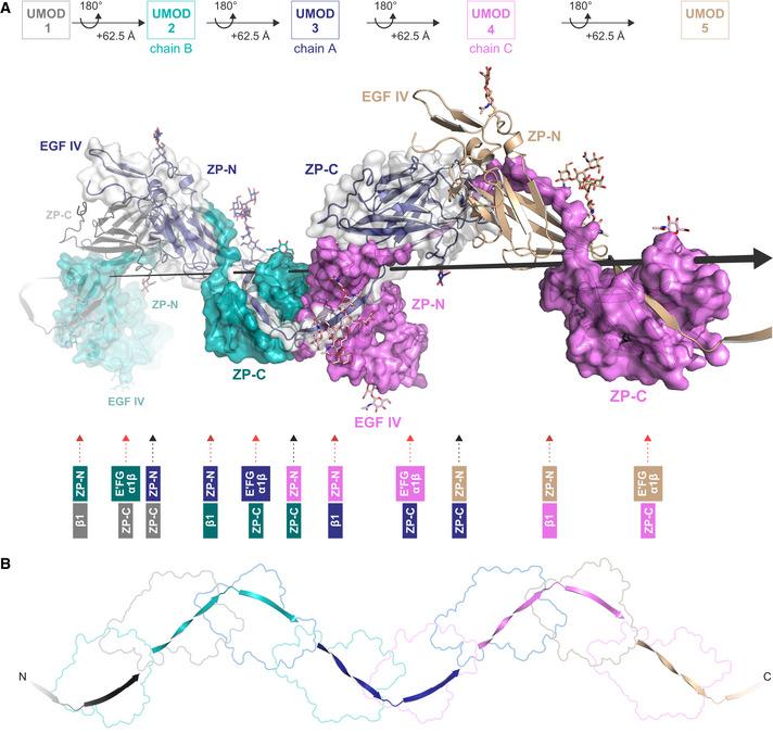 https://cdn.ncbi.nlm.nih.gov/pmc/blobs/1d22/7737619/99a1df610767/EMBJ-39-e106807-g004.jpg