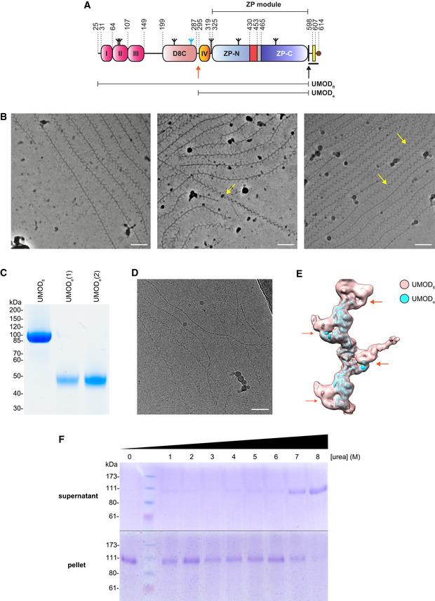 https://cdn.ncbi.nlm.nih.gov/pmc/blobs/1d22/7737619/fff78961e671/EMBJ-39-e106807-g003.jpg