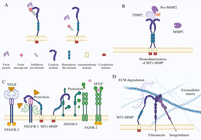 https://cdn.ncbi.nlm.nih.gov/pmc/blobs/1d24/11973285/91eb1feaab71/fimmu-16-1517519-g001.jpg