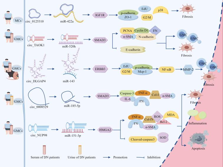 https://cdn.ncbi.nlm.nih.gov/pmc/blobs/1d26/12339344/8ec6f7b7f069/fendo-16-1625307-g007.jpg