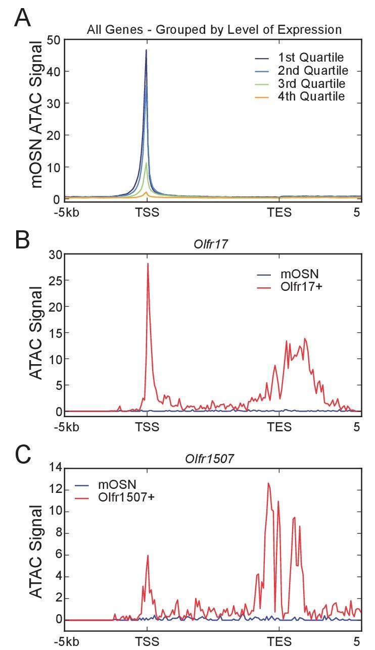 https://cdn.ncbi.nlm.nih.gov/pmc/blobs/1d28/5608512/36b26a851b1b/elife-28620-fig2-figsupp1.jpg