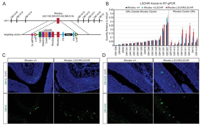 https://cdn.ncbi.nlm.nih.gov/pmc/blobs/1d28/5608512/da301c34d2e7/elife-28620-fig7.jpg