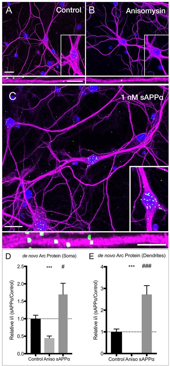 https://cdn.ncbi.nlm.nih.gov/pmc/blobs/1d2a/6702288/d7f2fffc2fd0/fnmol-12-00198-g003.jpg