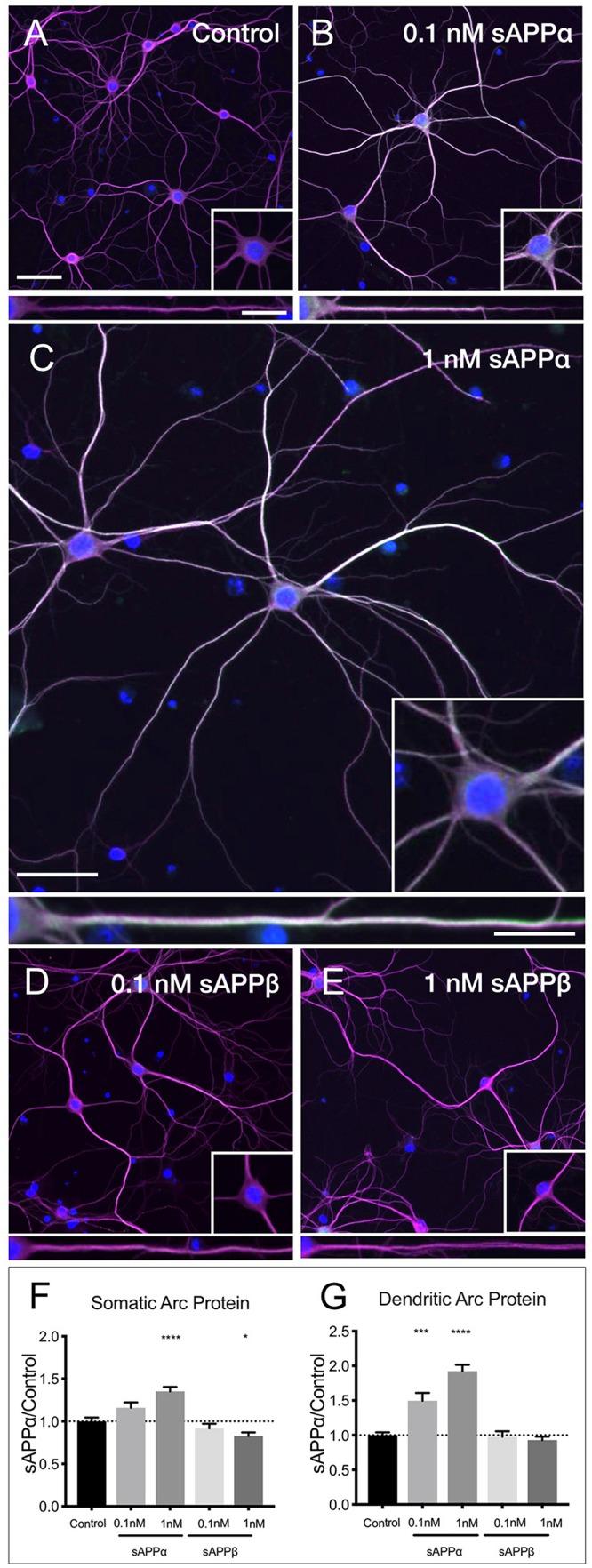 https://cdn.ncbi.nlm.nih.gov/pmc/blobs/1d2a/6702288/ef18658634ce/fnmol-12-00198-g004.jpg