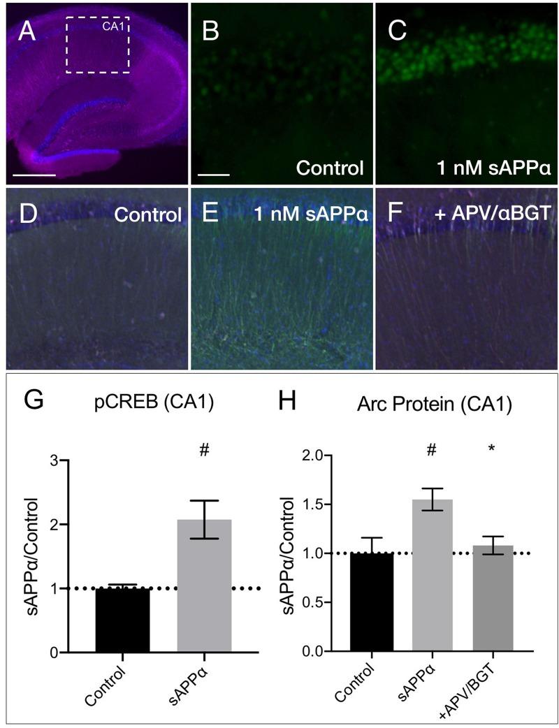 https://cdn.ncbi.nlm.nih.gov/pmc/blobs/1d2a/6702288/fe540f33c794/fnmol-12-00198-g009.jpg