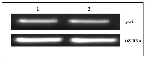 https://cdn.ncbi.nlm.nih.gov/pmc/blobs/1d2e/2914000/78fc620399cc/1471-2180-10-184-2.jpg