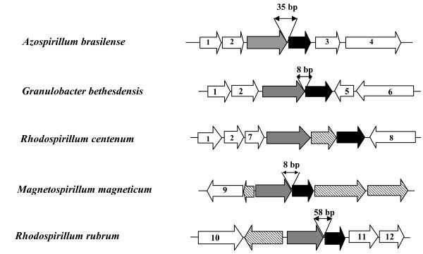 https://cdn.ncbi.nlm.nih.gov/pmc/blobs/1d2e/2914000/f595ba7c2034/1471-2180-10-184-4.jpg