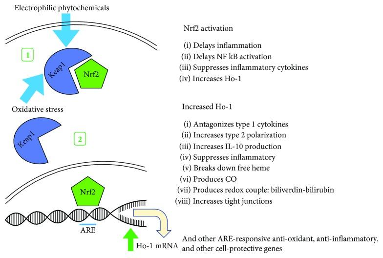 https://cdn.ncbi.nlm.nih.gov/pmc/blobs/1d2e/6215554/d8052f124b97/OMCL2018-3153527.002.jpg