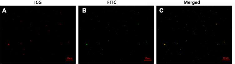 https://cdn.ncbi.nlm.nih.gov/pmc/blobs/1d2e/7306459/ea6527bd8915/IJN-15-4289-g0004.jpg
