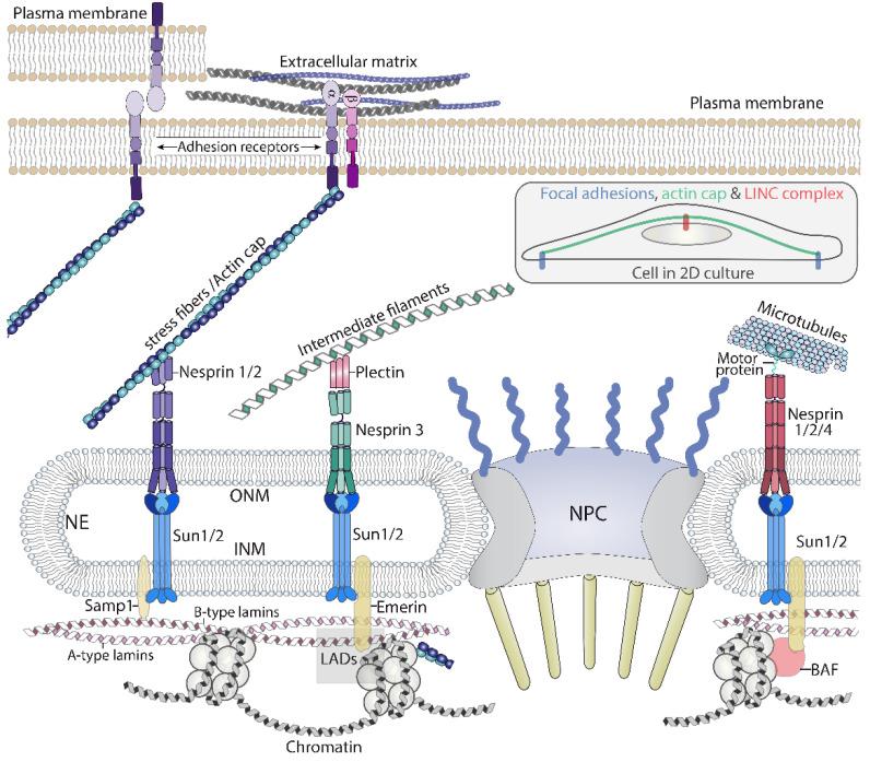 https://cdn.ncbi.nlm.nih.gov/pmc/blobs/1d33/8945967/36699a7087cc/biomolecules-12-00404-g003.jpg