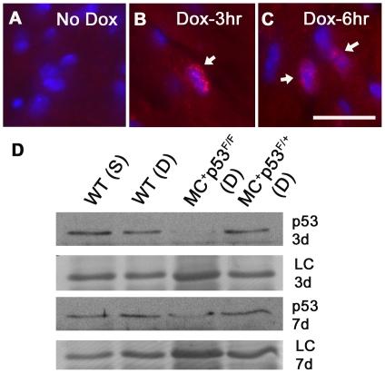 https://cdn.ncbi.nlm.nih.gov/pmc/blobs/1d34/3145765/19182bb8b510/pone.0022801.g002.jpg