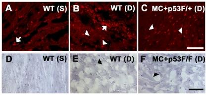 https://cdn.ncbi.nlm.nih.gov/pmc/blobs/1d34/3145765/aa0048a6fe73/pone.0022801.g005.jpg