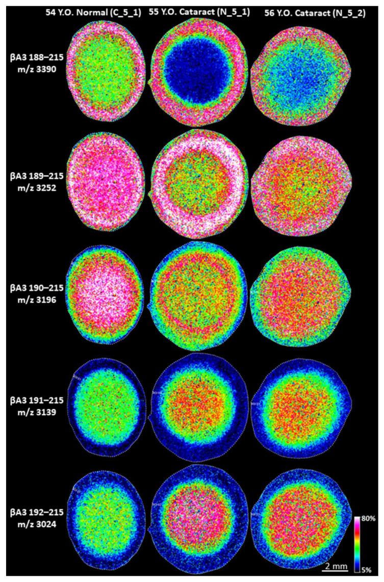 https://cdn.ncbi.nlm.nih.gov/pmc/blobs/1d3c/9776990/b47abf64c020/cells-11-04042-g006.jpg