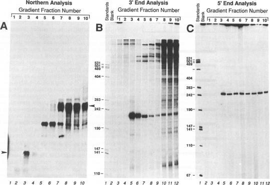 https://cdn.ncbi.nlm.nih.gov/pmc/blobs/1d48/250249/23da0e28d1d6/jvirol00054-0235-a.jpg