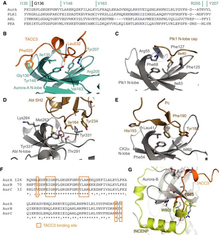 https://cdn.ncbi.nlm.nih.gov/pmc/blobs/1d48/5897774/0d4048bf586a/EMBJ-37-e97902-g007.jpg