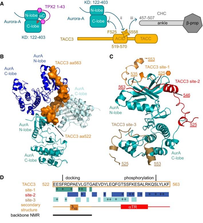 https://cdn.ncbi.nlm.nih.gov/pmc/blobs/1d48/5897774/d0edb6165c76/EMBJ-37-e97902-g002.jpg