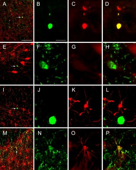 https://cdn.ncbi.nlm.nih.gov/pmc/blobs/1d4d/2808500/1f5d705fd083/AHC09018f04.jpg