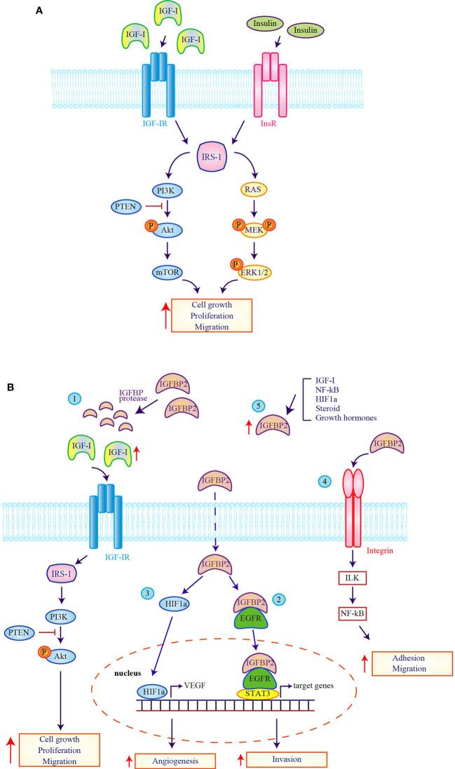 https://cdn.ncbi.nlm.nih.gov/pmc/blobs/1d4d/7885861/936710a4287c/fonc-10-612385-g001.jpg