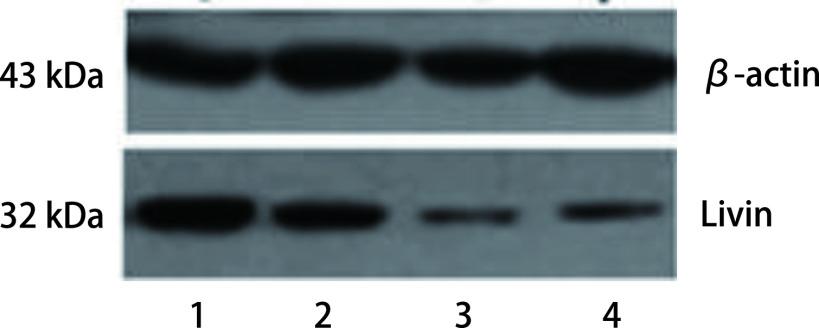 https://cdn.ncbi.nlm.nih.gov/pmc/blobs/1d4e/7969378/0ae82516a4f6/zgfazz-13-9-841-4.jpg