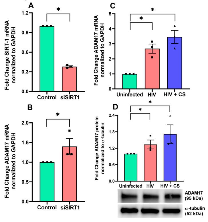 https://cdn.ncbi.nlm.nih.gov/pmc/blobs/1d51/11640087/22f00701856e/cells-13-02009-g003.jpg